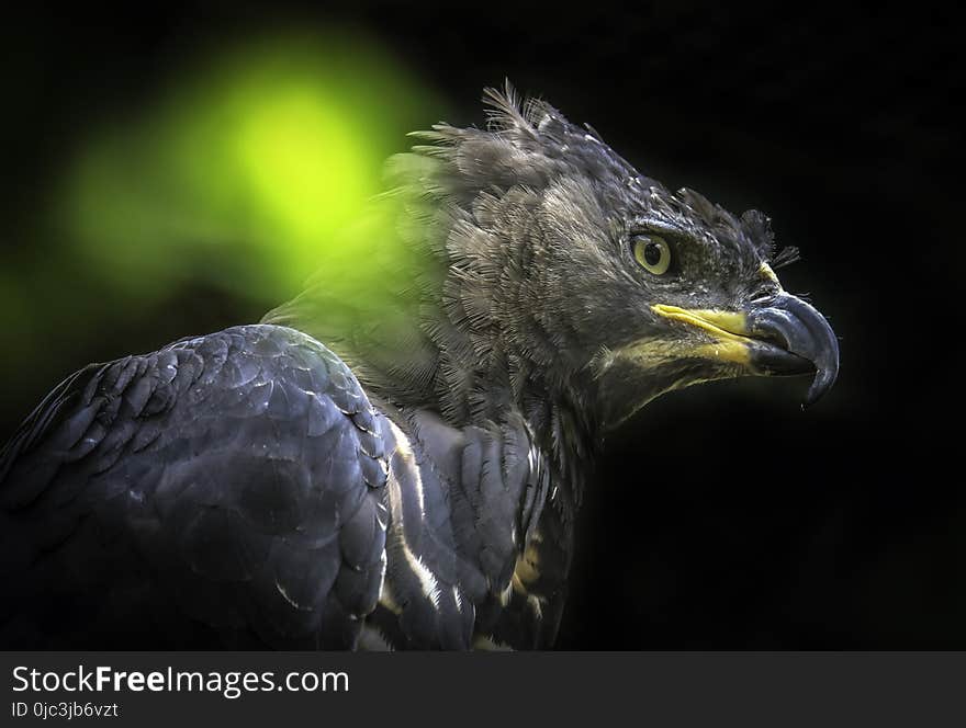 Close up profile of African Raptor. Close up profile of African Raptor