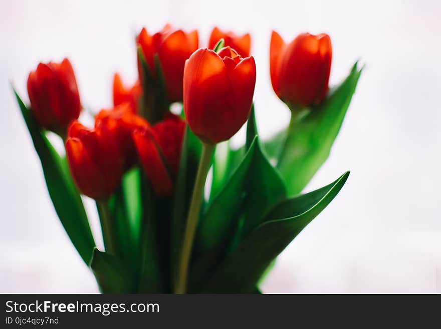 Photo of Orange Tulips