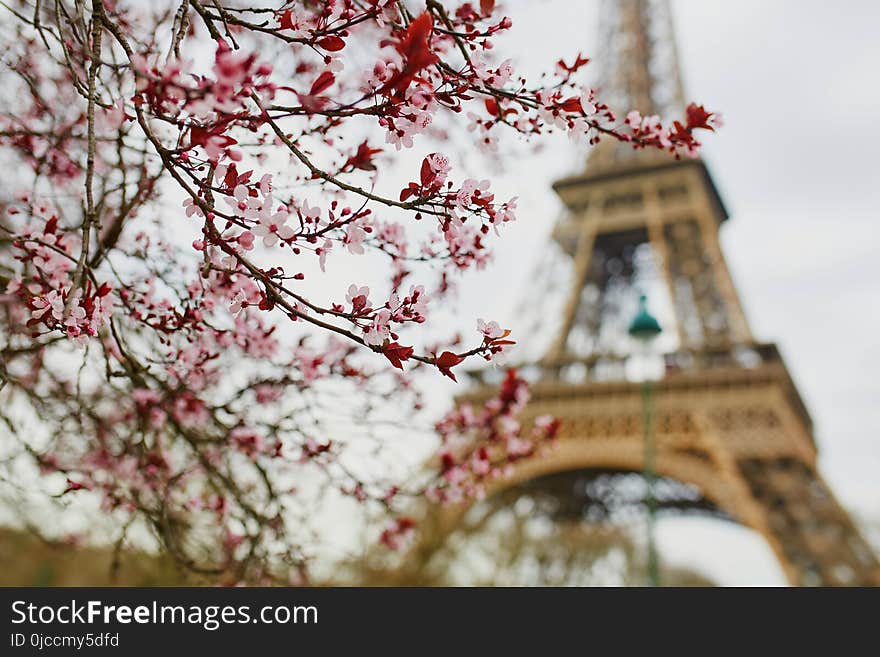 Cherry blossom season in Paris, France. Branch with first pink flowers in the beginning of March and Eiffel tower in the background