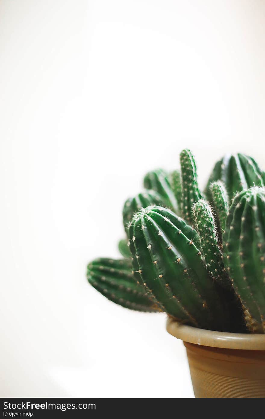 Closeup Photo of Cactus Plant in a Pot