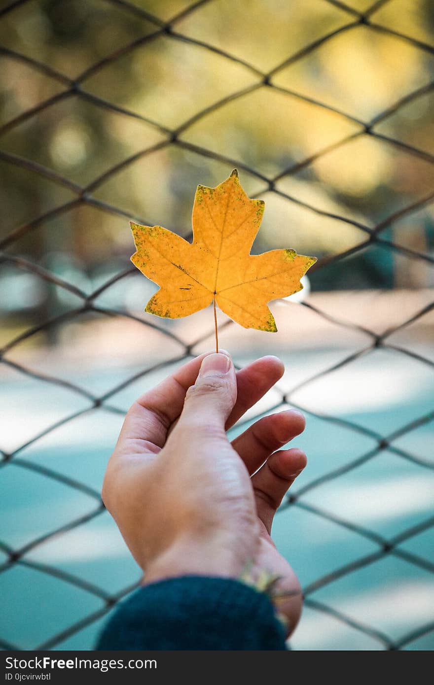 Person Holding a Maple Leaf