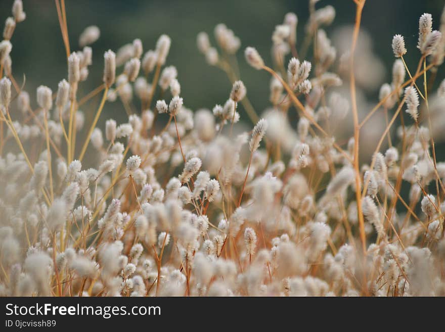 Selective Photography of White Clustered Flowers