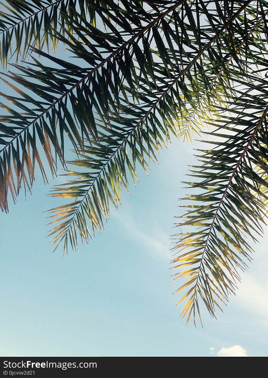 Green Tree Leaves