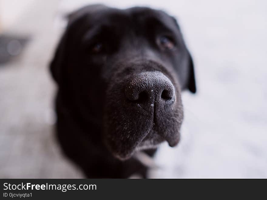 Close Photography of Short-coated Black and White Dog