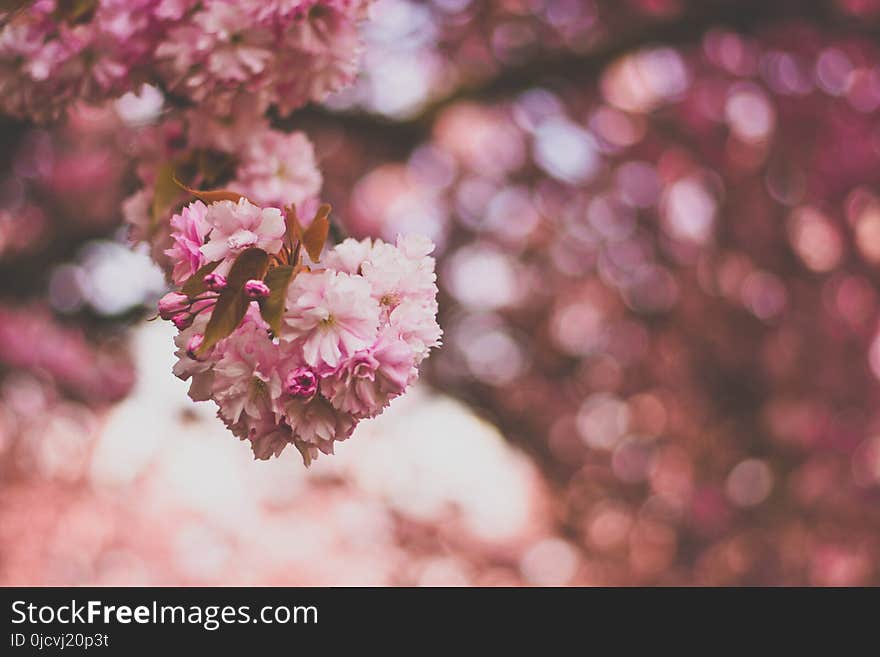 Selective Focus Photography of Pink and White Petaled Flowers