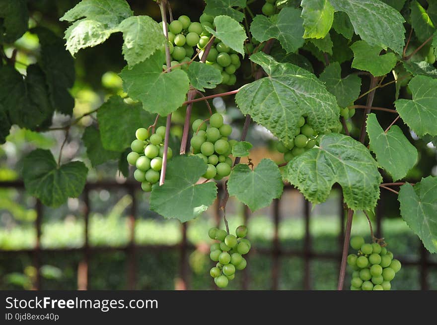 Grape, Grapevine Family, Vitis, Plant