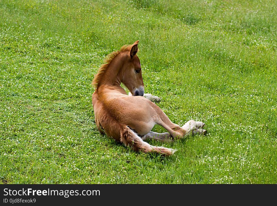 Horse, Pasture, Grass, Fauna