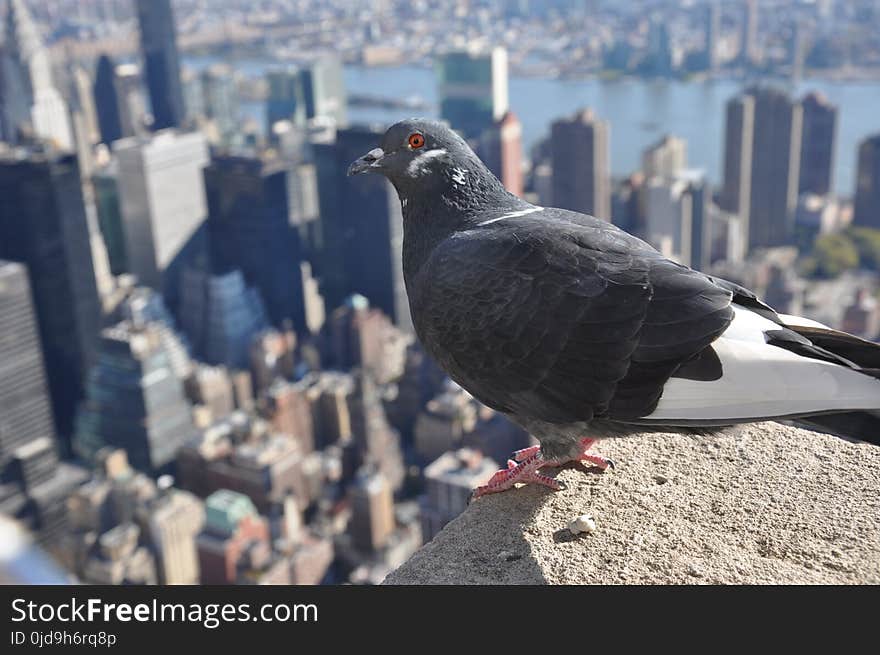 Bird, Pigeons And Doves, Beak, City