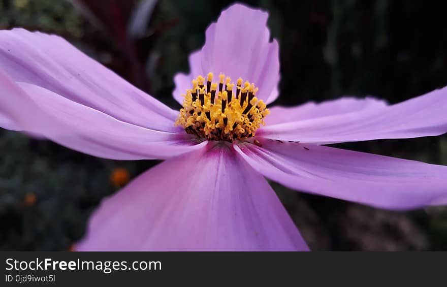 Flower, Flora, Purple, Petal