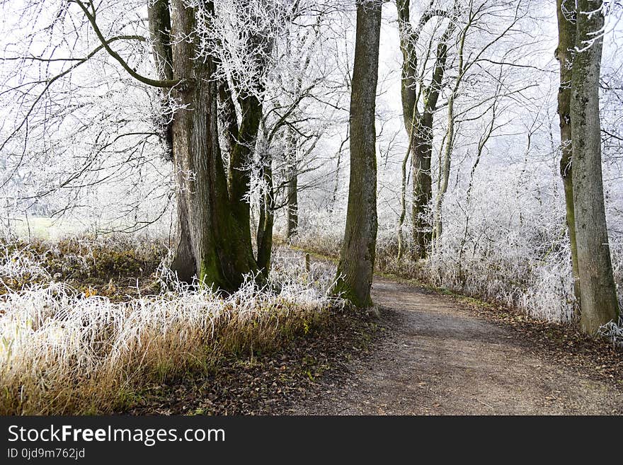 Tree, Woodland, Path, Woody Plant