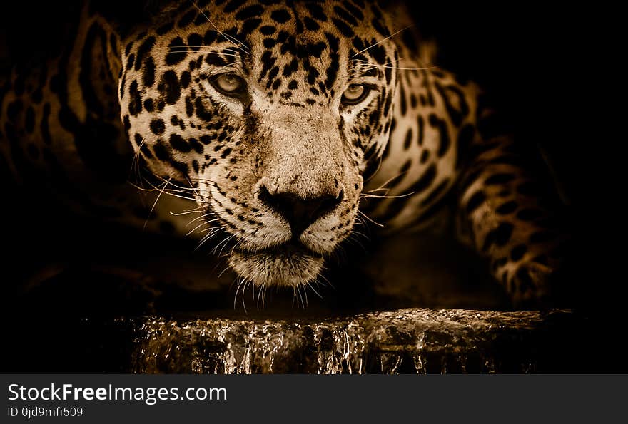 Wildlife, Jaguar, Leopard, Mammal