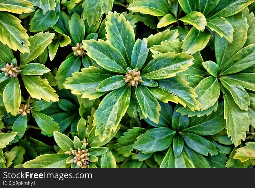 Plant, Leaf, Tree, Evergreen