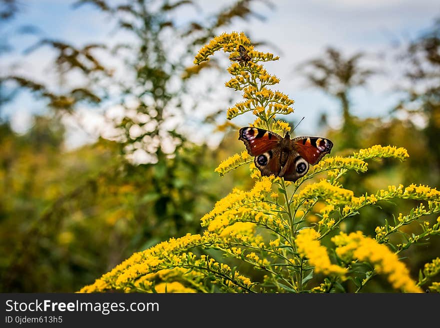 Yellow, Flora, Spring, Flower