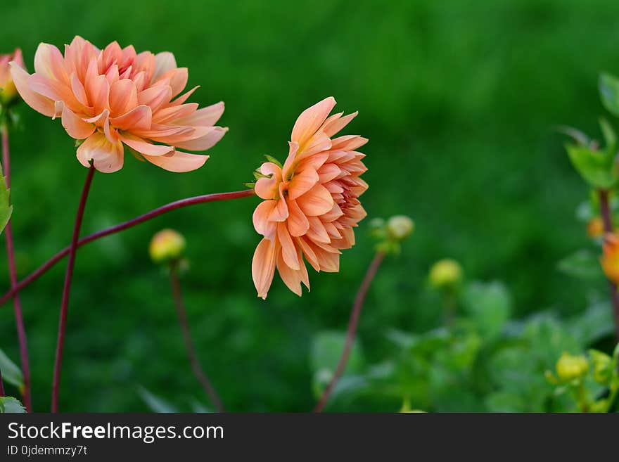 Flower, Plant, Flowering Plant, Daisy Family