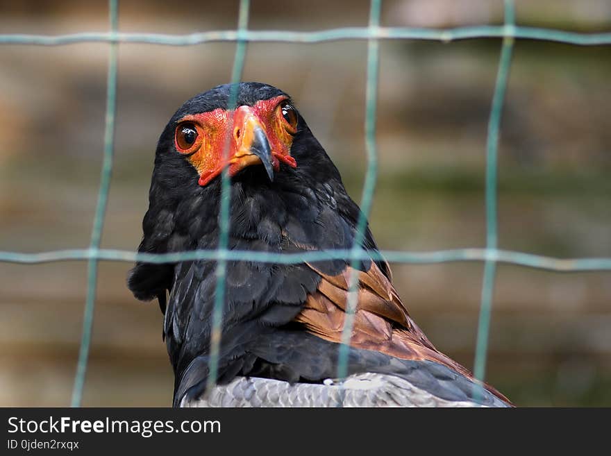 Beak, Bird, Fauna, Feather