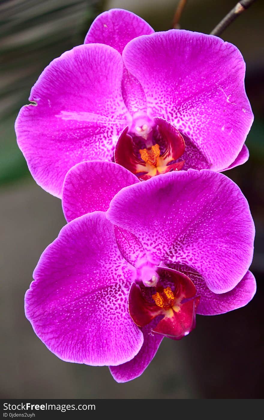 Flower, Pink, Flowering Plant, Flora