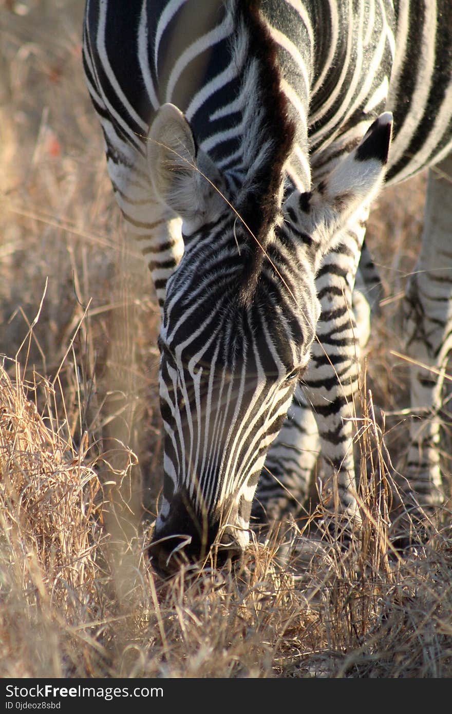 Wildlife, Zebra, Terrestrial Animal, Fauna