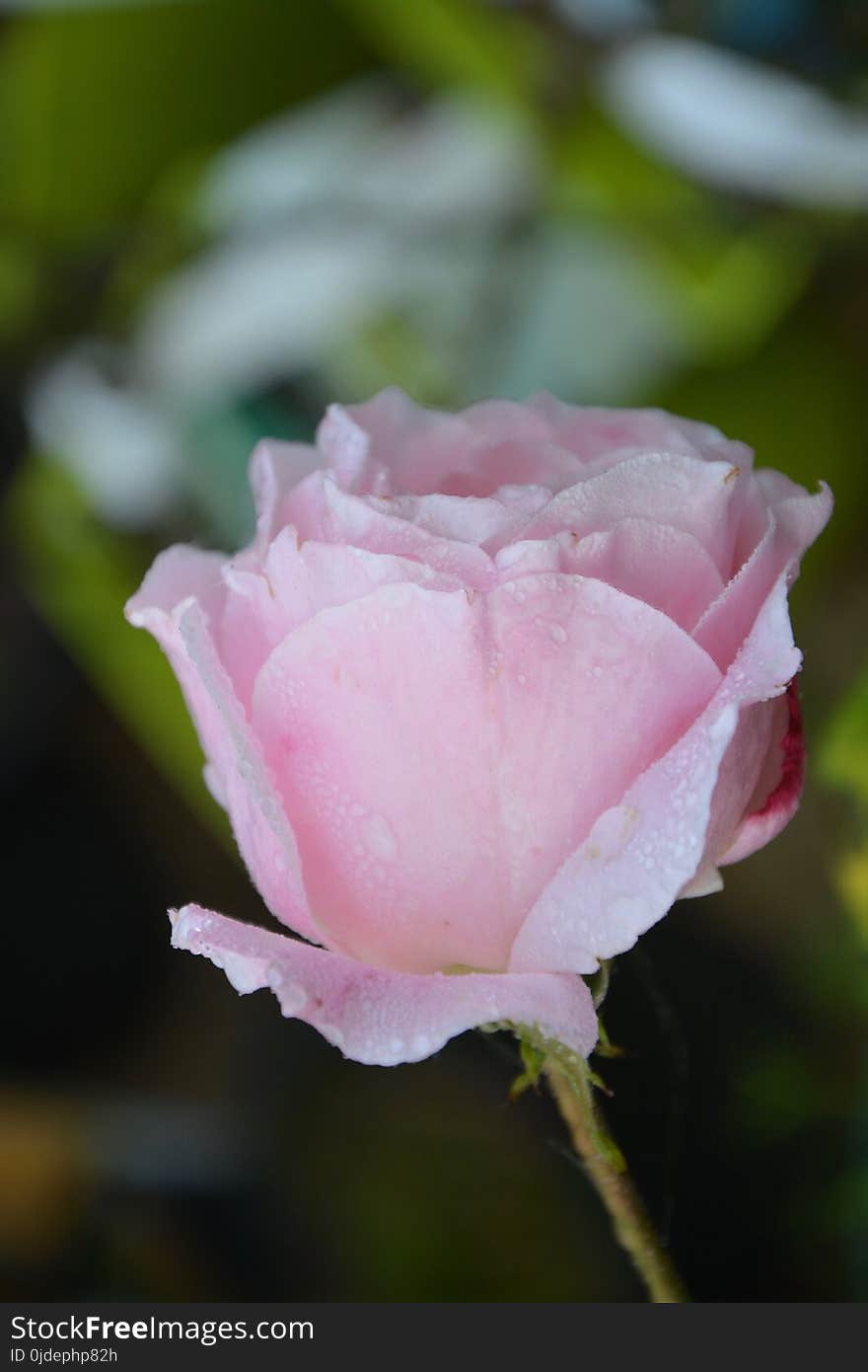 Rose, Rose Family, Flower, Pink