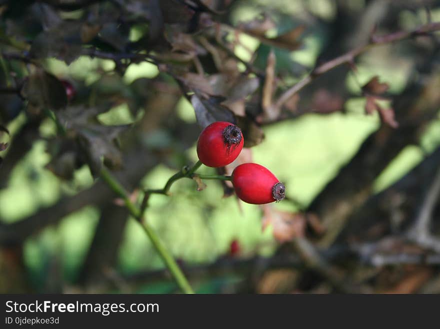 Rose Hip, Flora, Branch, Leaf