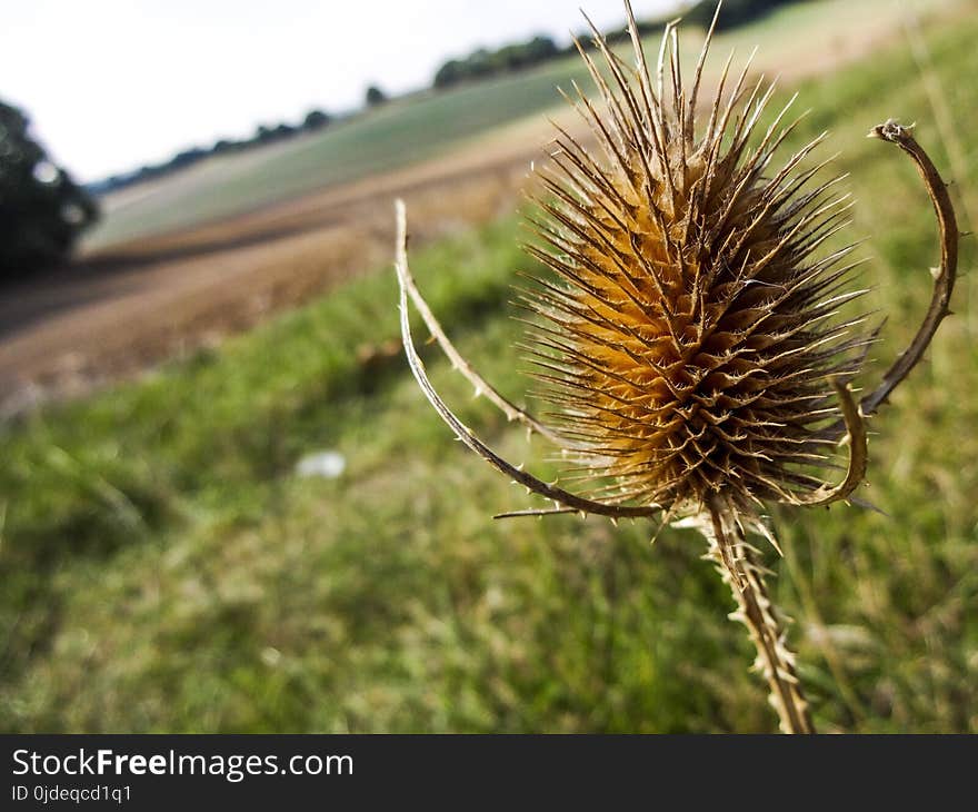 Plant, Flora, Flower, Close Up