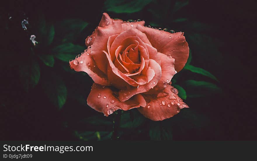 Red Rose Flower in Closeup Photography