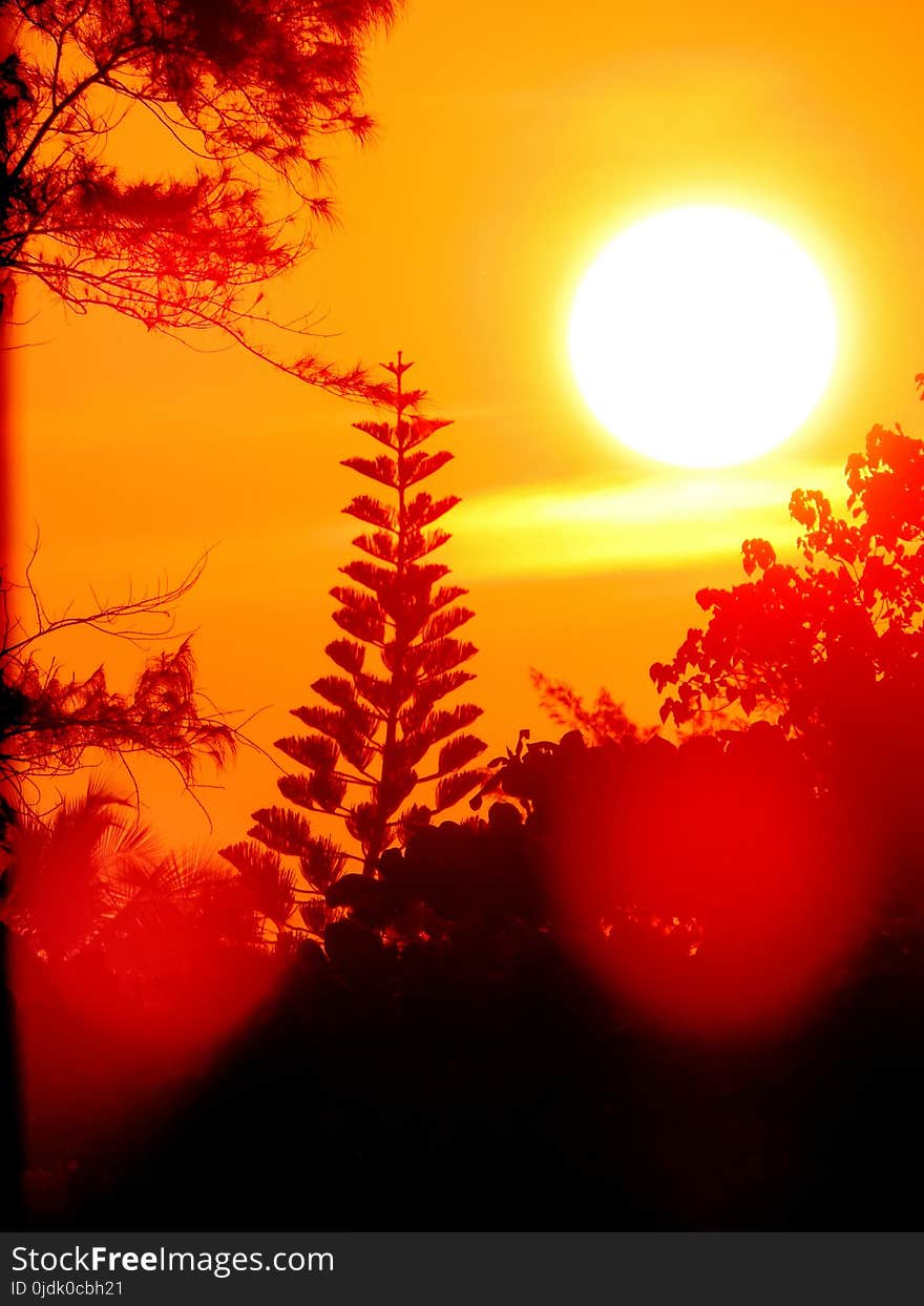 Vibrant sunlight with orange red sky during twilight hours of morning sunrise and evening sunset with trees and flora forming silhouette and orange lens flares visible. Vibrant sunlight with orange red sky during twilight hours of morning sunrise and evening sunset with trees and flora forming silhouette and orange lens flares visible