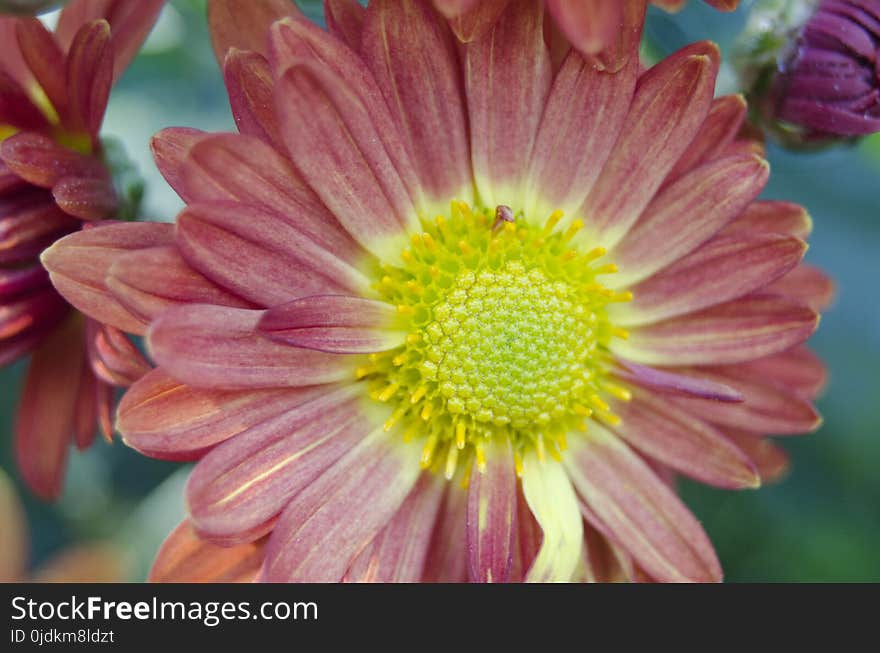 Flower, Flora, Petal, Close Up