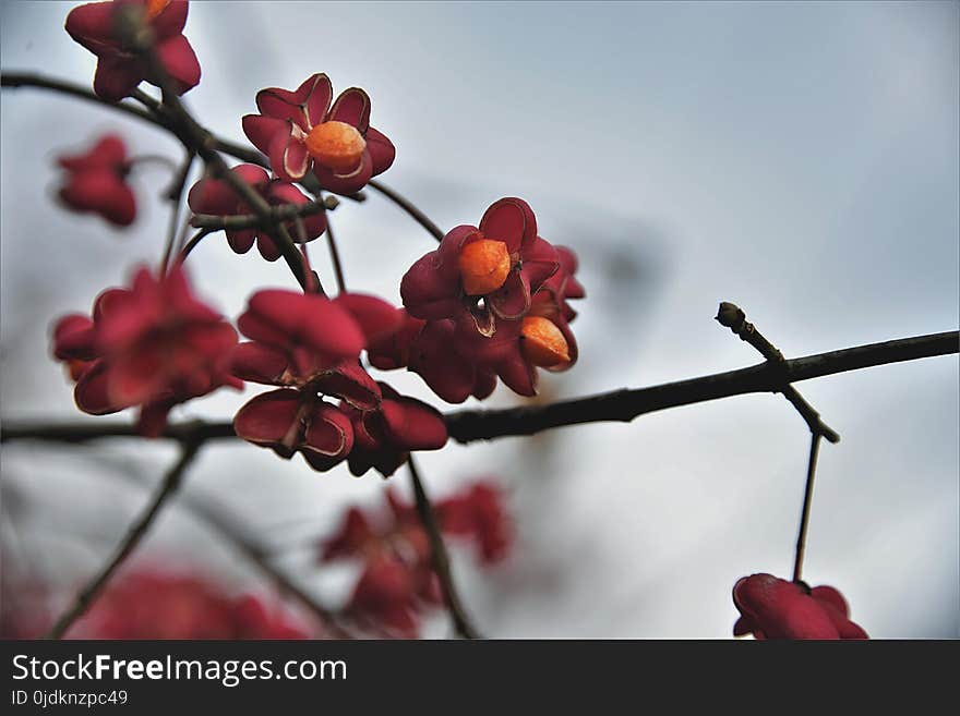 Red, Blossom, Branch, Flora