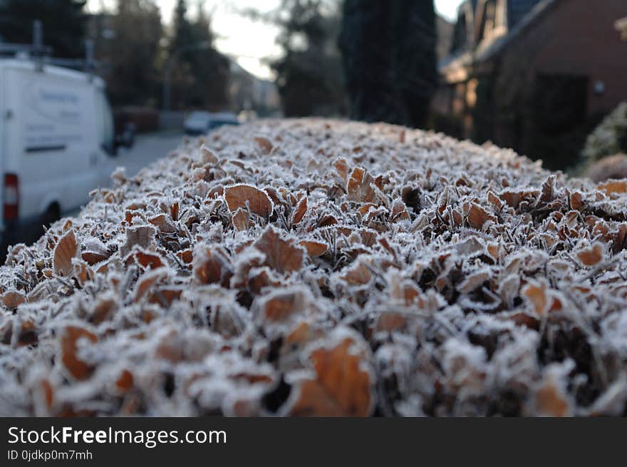 Snow, Winter, Freezing, Frost