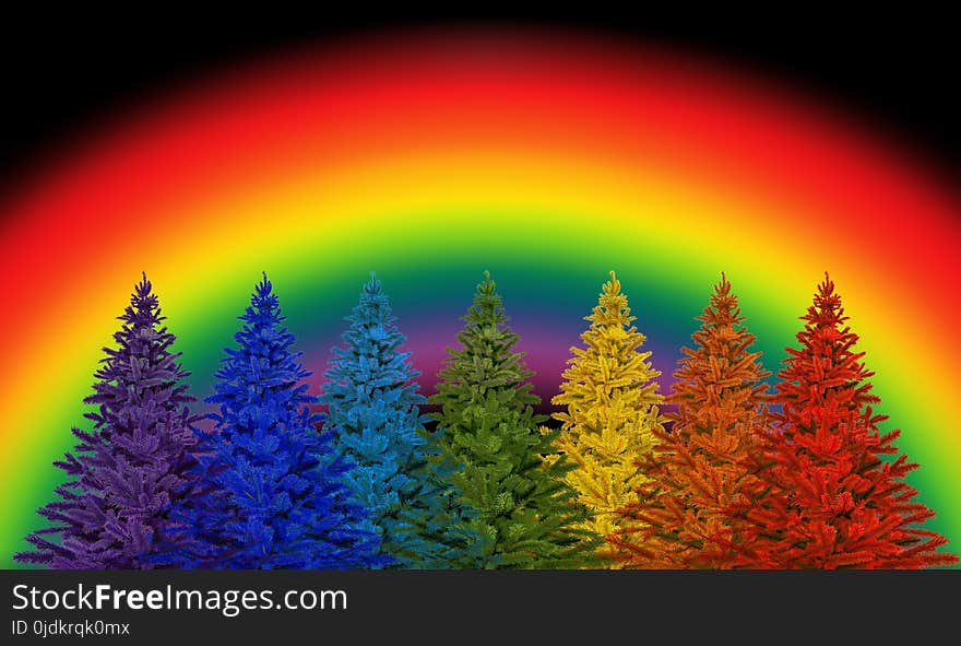 Rainbow, Sky, Tree, Fir