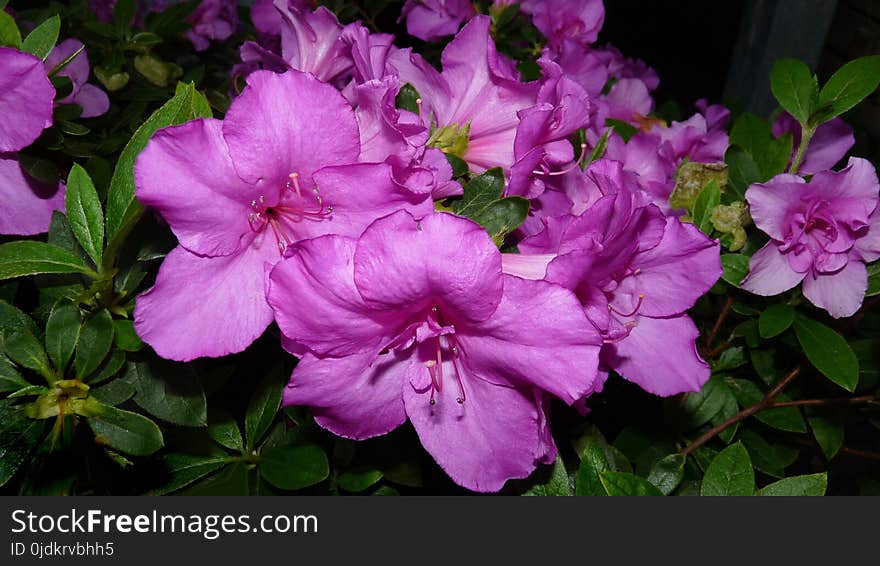 Flower, Plant, Woody Plant, Flowering Plant