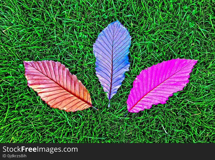 Leaf, Plant, Grass, Tree