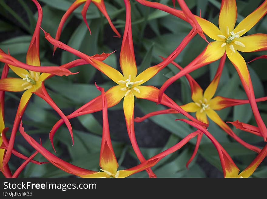 Flower, Flora, Plant, Yellow