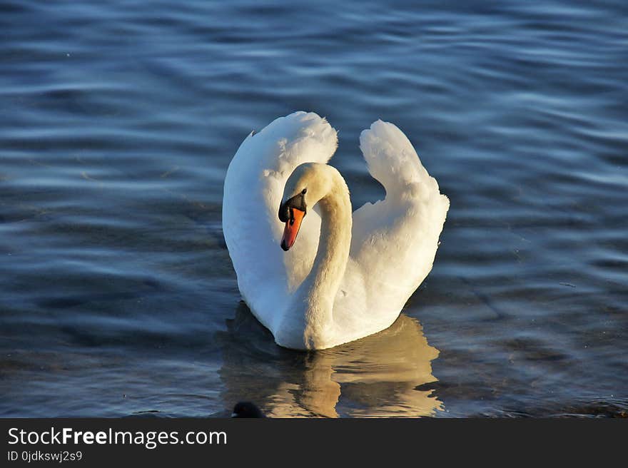 Swan, Bird, Water Bird, Water