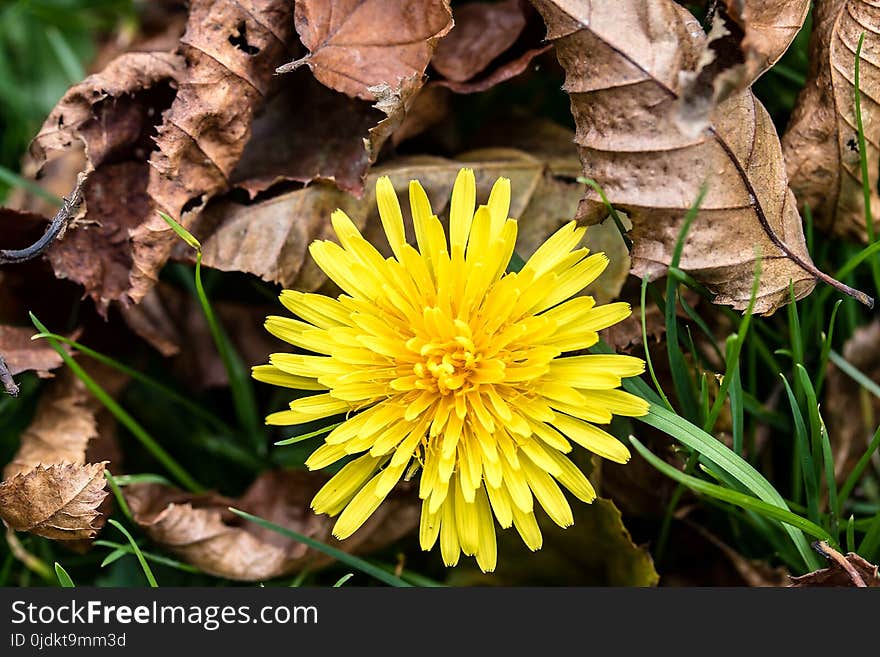 Flower, Yellow, Flora, Plant