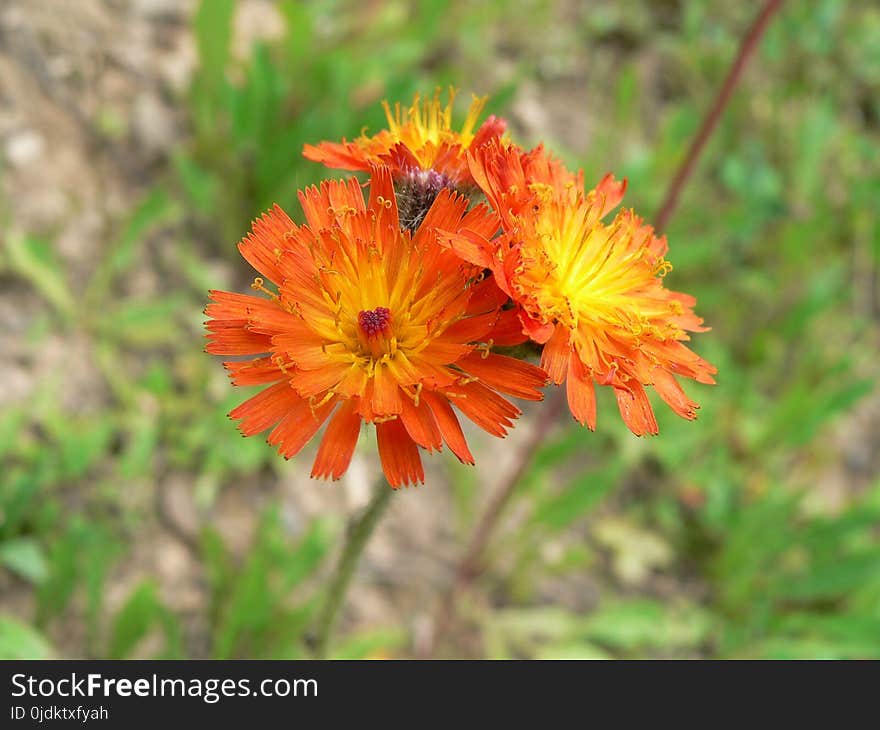 Flower, Flora, Wildflower, Daisy Family