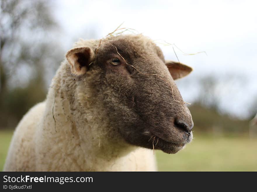 Sheep, Cow Goat Family, Horn, Fauna