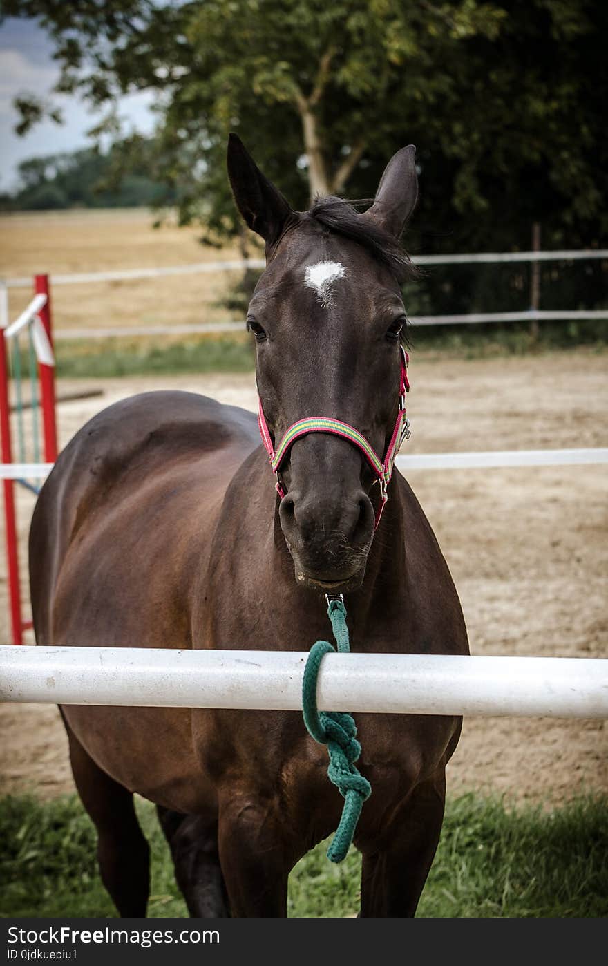 Horse, Bridle, Halter, Horse Like Mammal