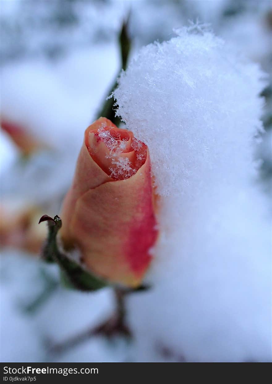 Bud, Flora, Petal, Close Up