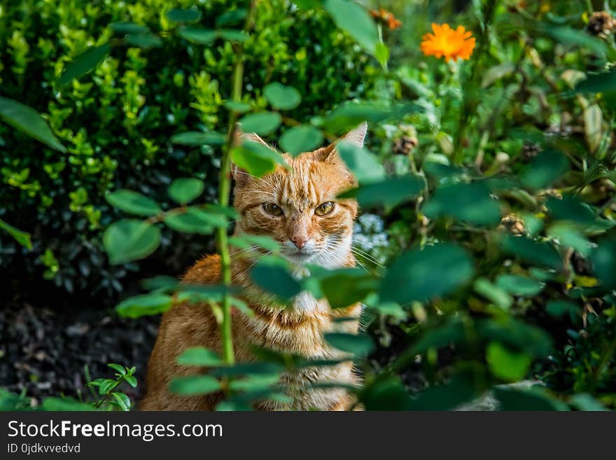 Fauna, Small To Medium Sized Cats, Vegetation, Cat