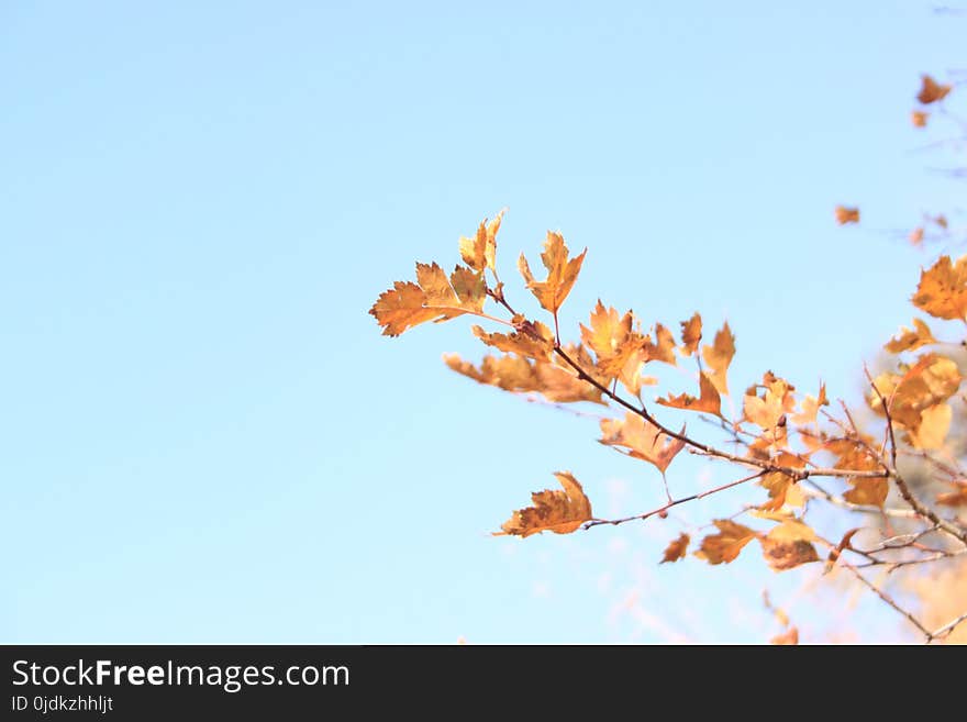 Sky, Leaf, Branch, Tree