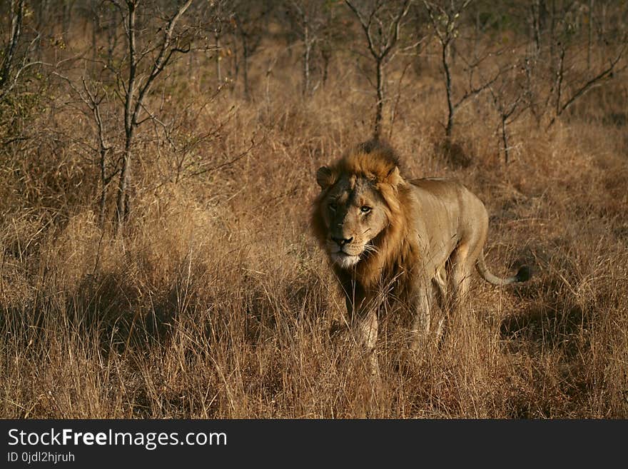 Wildlife, Lion, Grassland, Wilderness