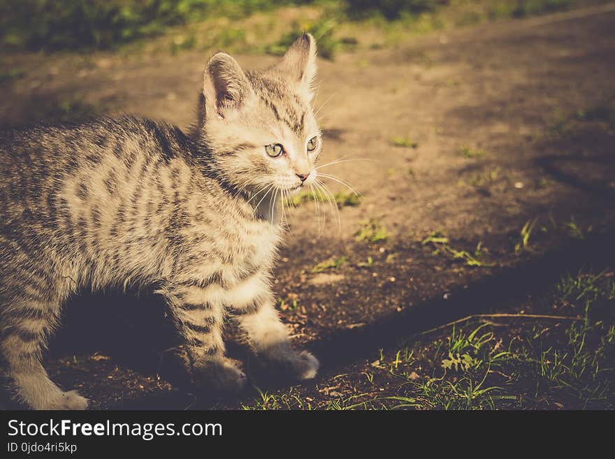 Cute grey striped kitten playing outdoor at the sunny day, vintage. Cute grey striped kitten playing outdoor at the sunny day, vintage.