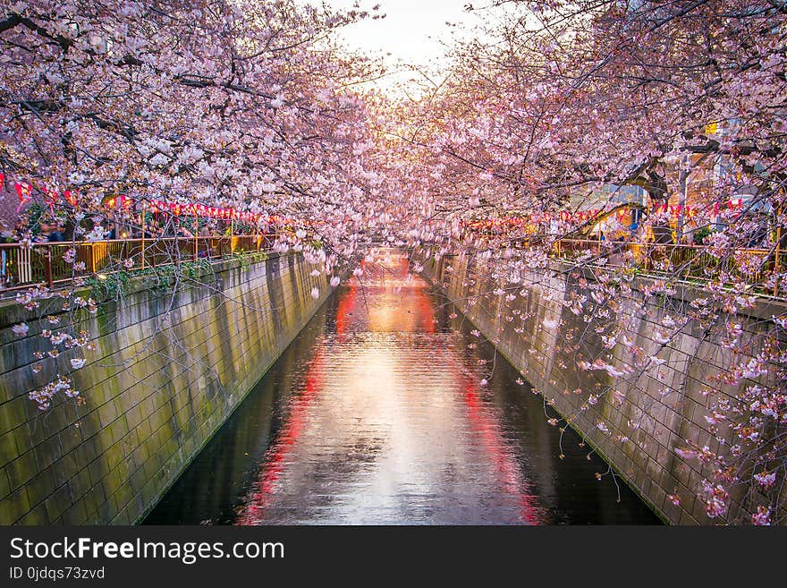 Cherry blossom at Meguro Canal in Tokyo, Japan at night