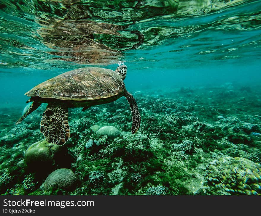 Photo of a Turtle Underwater