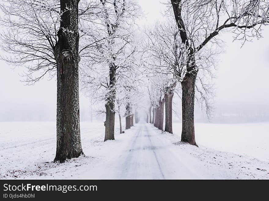 Snowy Pathway Surrounded by Bare Tree