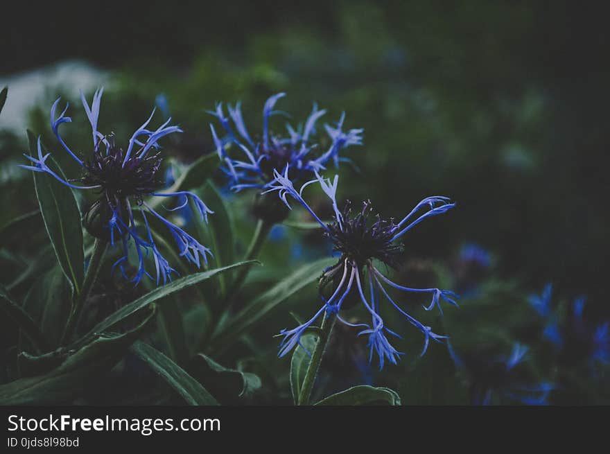 Blue Petaled Plant