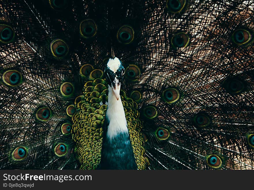 Male Peacock Photography