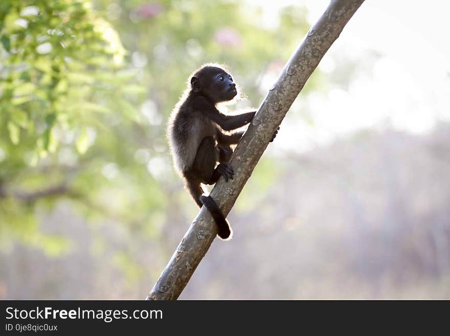 Closeup Photo of Brown Baby Monkey