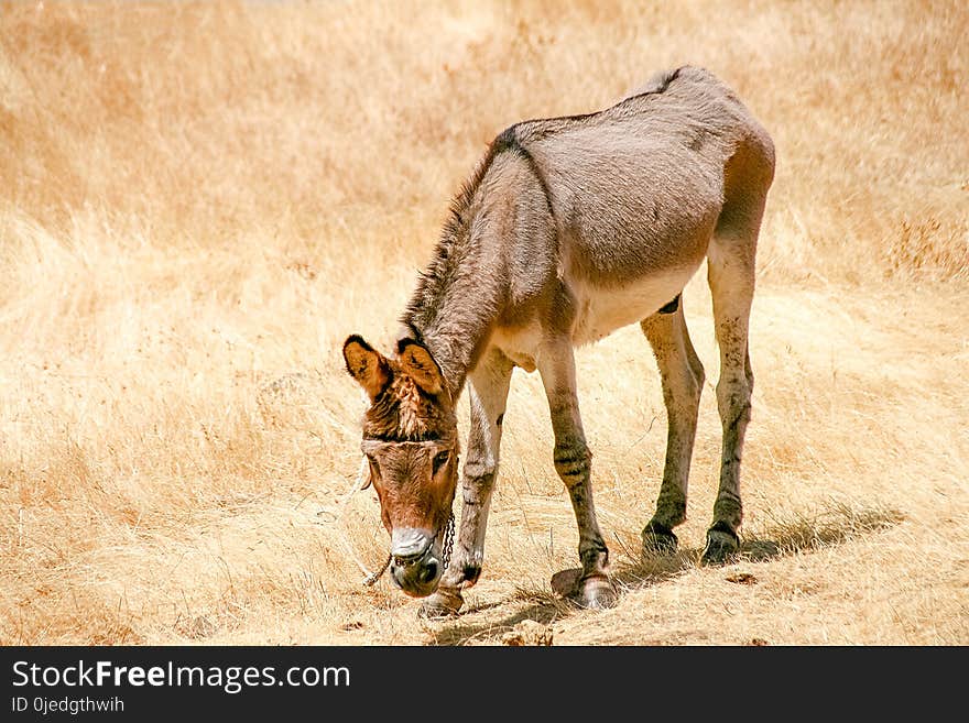 Skiny donkey under the sun at the fields a hot day